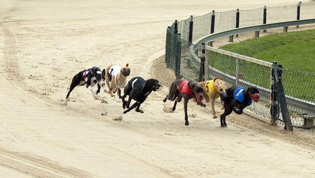 Dog Racing